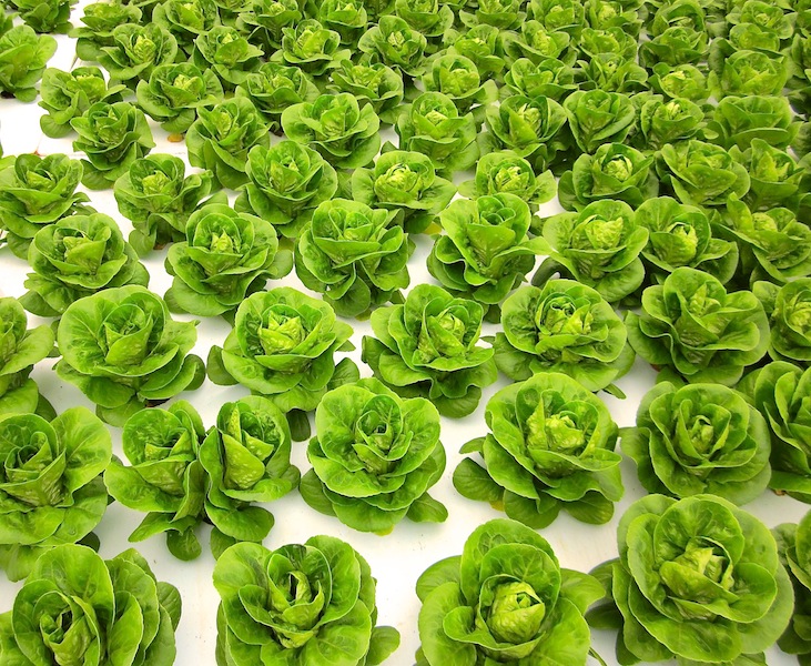 hllettuce