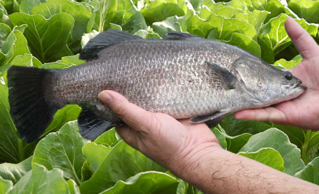 barramundi