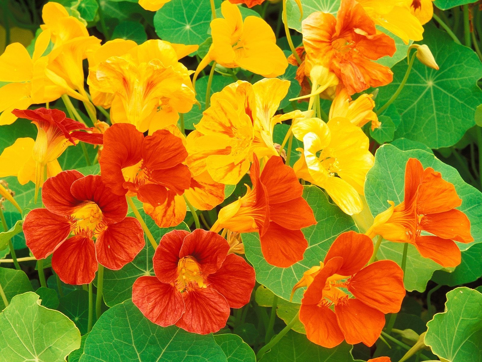 flowers-nasturtium