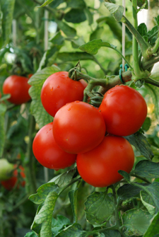 growth tomato