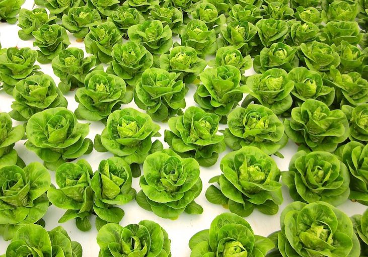 hllettuce